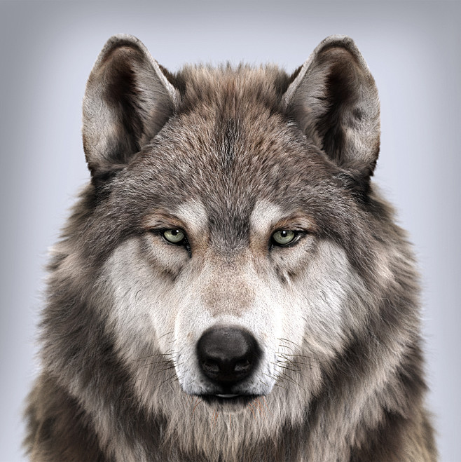 Wolf's portrait, , M...