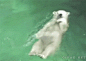 北极熊的仰泳姿式，很帅嘛。你会游泳了么。/net