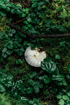 Mickey_pp采集到蘑菇菌子