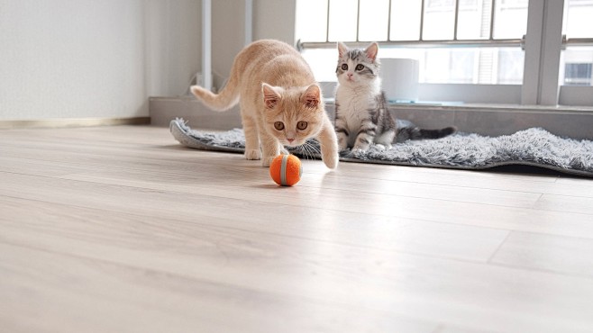 this-interactive-cat-board-game-has-a-robotic-ball-that-will-keep-them ...