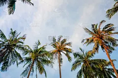 夏天的背景。低角度的热带棕榈树在晴朗的蓝天股票照片