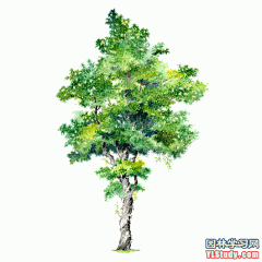最全100-1张精美园林植物水彩效果图（拉丁名+种名） - 手绘效果图 - 园林学习网 - 10年专注！最大最精最专一的园林景观行业交流平台 - 手机版