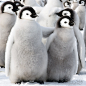 Antarctica's Adorable Emperor Penguins - My Modern Metropolis