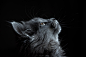 Black Background, Cat, Muzzle, Profile wallpaper preview