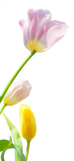 袖珍菠萝蜜采集到素材库