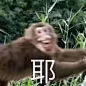 微信 QQ 搞笑 表情包 哈哈 (2671)