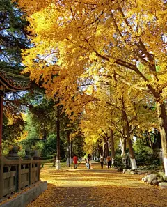 多少黄昏烟雨斜檐，翻开诗篇，勾起一抹秋色… - 高清图片，堆糖，美图壁纸兴趣社区