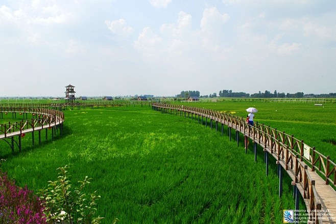 美轮美奂的东北3D巨幅稻田画_央广网