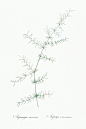 植物八