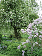 *苹果树和紫丁香
* Apples trees and lilacs
