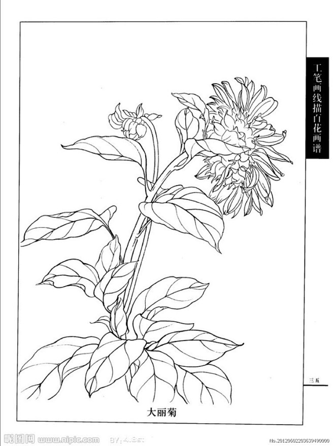 工笔白描——花卉：大丽菊