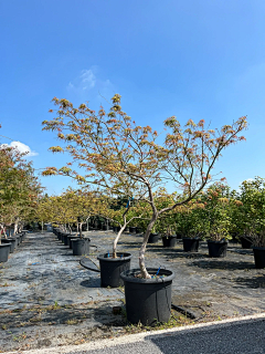 西瓜瓜123采集到植物选型
