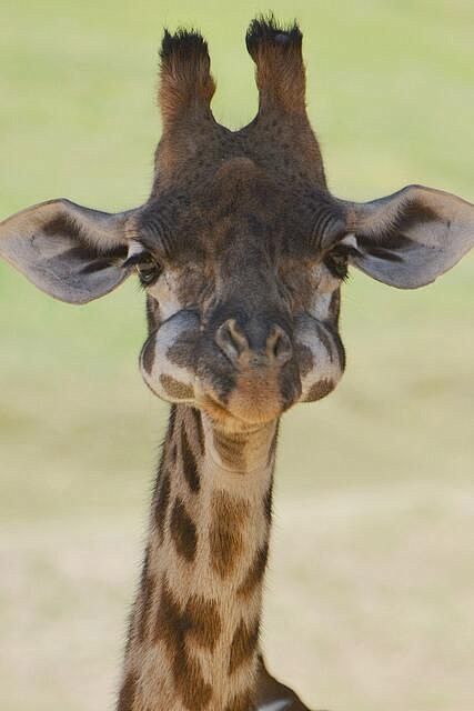 Baby Giraffe with hi...