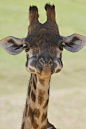 Baby Giraffe with his mouthful. Haha this cracked me up