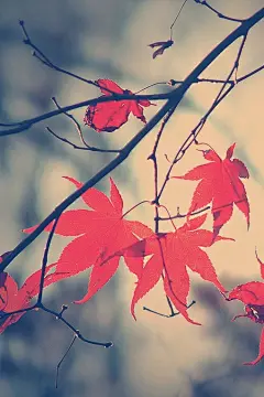 红叶有霜终日醉，醉到深处是相思。