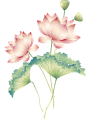 荷花荷叶png免抠元素莲花产背景图片模板