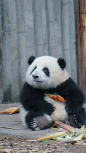 ^ 熊猫。