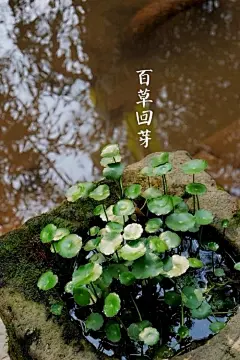 3、【中国节气：立春】—— 百草回芽//
东风解冻，阳气生发。百草回芽，蜇虫始振。柳色早黄，水文新绿，鱼陟负冰。咬春通气，夜卧早起。据《历书》中说：大寒后十五日，斗指东北，维为立春，时春气始至，四时之卒始，故名立春也。