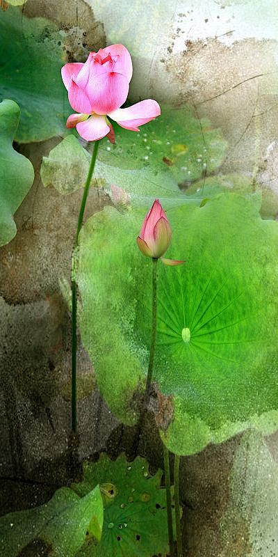 lotus watercolor
