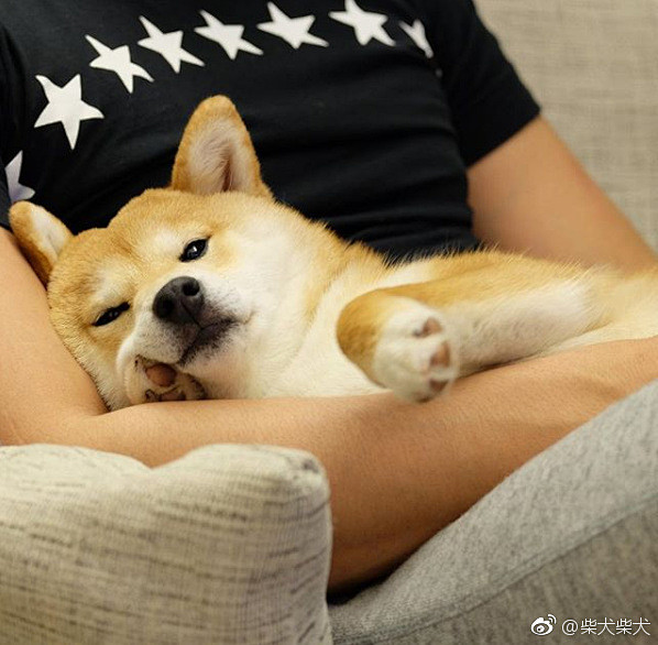 柴犬柴犬的微博_微博