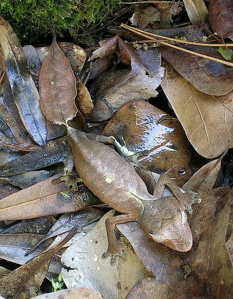 盘点5种拟态生物它们是动物界的伪装大师