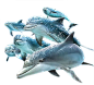 海豚1