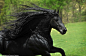 弗里斯兰马 “腓特烈大帝”被人们称为“这个世界上最帅的种马”