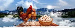 土鸡蛋  - 源文件下载【酷图网】土鸡蛋海报,土鸡蛋饲养,土鸡蛋包装,土鸡蛋展板,土鸡蛋促销,土鸡蛋展架,土鸡蛋包装盒,土鸡蛋广告,土鸡蛋设计,乌鸡蛋,笨蛋,草鸡蛋传单,乌鸡,炖鸡,农家草鸡蛋,鸡蛋海报,柴鸡蛋,土鸡,笨鸡,本地鸡蛋,土鸡煲,农产品,养鸡蛋,养殖,土鸡美食,家鸡,鸡蛋,母鸡,叫花鸡,珍珠鸡,野味,