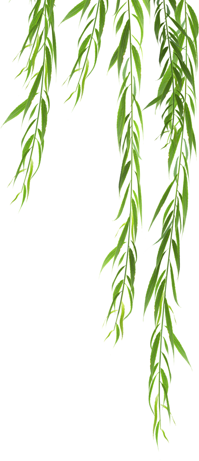 柳条，柳树，柳叶，柳枝，高清植物免抠素材