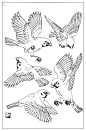 鸟类形态绘画参考 ​ ​​​​