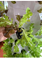 禾小二菠萝塔无土栽培设施立体栽培系统种植设备霧培立体种植设施-tmall.com天猫
