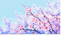 樱花桌面壁纸_百度图片搜索