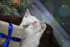 可爱的小猫睡在圣诞树旁的针织毯子上，俯视图