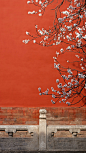 三月三十一日，仲春。此时的杏花，占尽春色。数重冰绡轻著胭脂，十里春风吹作雪……