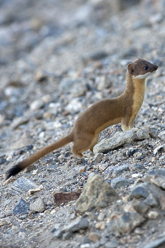 食肉目鼬科鼬属长尾鼬