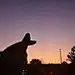 星辰大海的梦