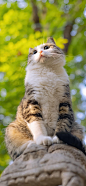 喵星人 猫