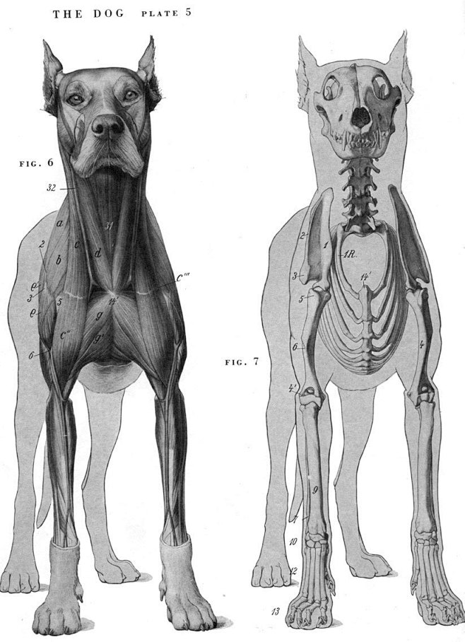 动物骨骼肌肉解剖图：狗，狮，马 1280...