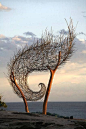 Bronwyn Berman beach weaving ...the wave ...land art installation great texture ,shape and use of natural materials