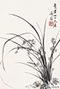 白蕉（1907--1969）本姓何，名馥，字远香，号旭如。后改名换姓为白蕉。出身于书香门第，才情横溢，为海上才子，诗书画印皆允称一代。他的书法艺术深入晋唐，，气息清新，韵味淳厚。白蕉的兰草，都是相提并论的。白蕉画兰着笔不多，风神自远。以墨兰为多，题句疏宕清放，若即若离，恰到好处。