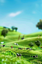 A green grassy field with cows and people working in the background, a blue sky, in the miniature world style, with high definition photography. The image is detailed, clean, fresh, happy, joyful, bright, with natural lighting. Vibrant colors are used, an