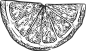 复古手绘素描水果菠萝香蕉插画免抠PNG图案 AI矢量印刷PS素材 (7)