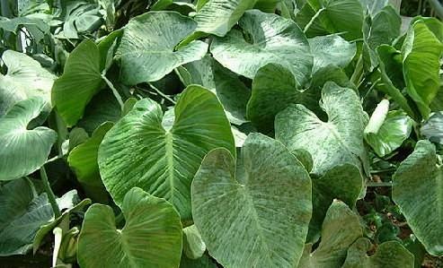 33（2）琴叶喜林芋，别名：琴叶蔓绿绒、琴叶树藤。常绿藤蔓植物。叶掌状5裂，形似提琴。