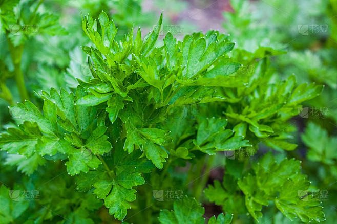 嫩叶欧芹，绿色蔬菜