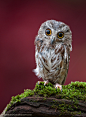 Photograph Hutton: Saw-whet Owl by Raymond Barlow on 500px