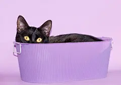 点击来源直接获取大图文件 |一只黑猫从紫色的桶里偷看