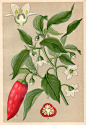 1901 Chilli Pepper Botanical Print Capsicum annuum by Craftissimo: 