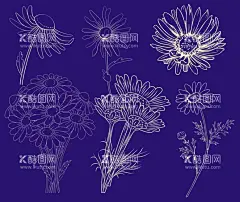 菊花线稿  - 源文件下载【酷图网】卡通雏菊素材,雏菊,雏菊海报素材,可爱,水彩,雏菊素材,图片,包装,卡通雏菊,插画,插图,素材,元素,矢量,卡通,手绘雏菊,手绘,雏菊标志,logo,简约,图案,图标,雏菊插画,儿童绘本,矢量雏菊,促销,时尚,清新,小雏菊,白花,小白花,小清新,花朵,春天素材,春天,白色,菊花,太阳花