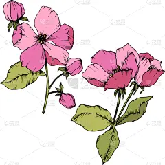 苹果花,粉色,植物学,铅笔,壁纸,植物群,春天,花,剪影