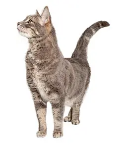 点击来源直接获取大图文件 |好奇的虎斑猫伸长脖子侧身 - 已提取